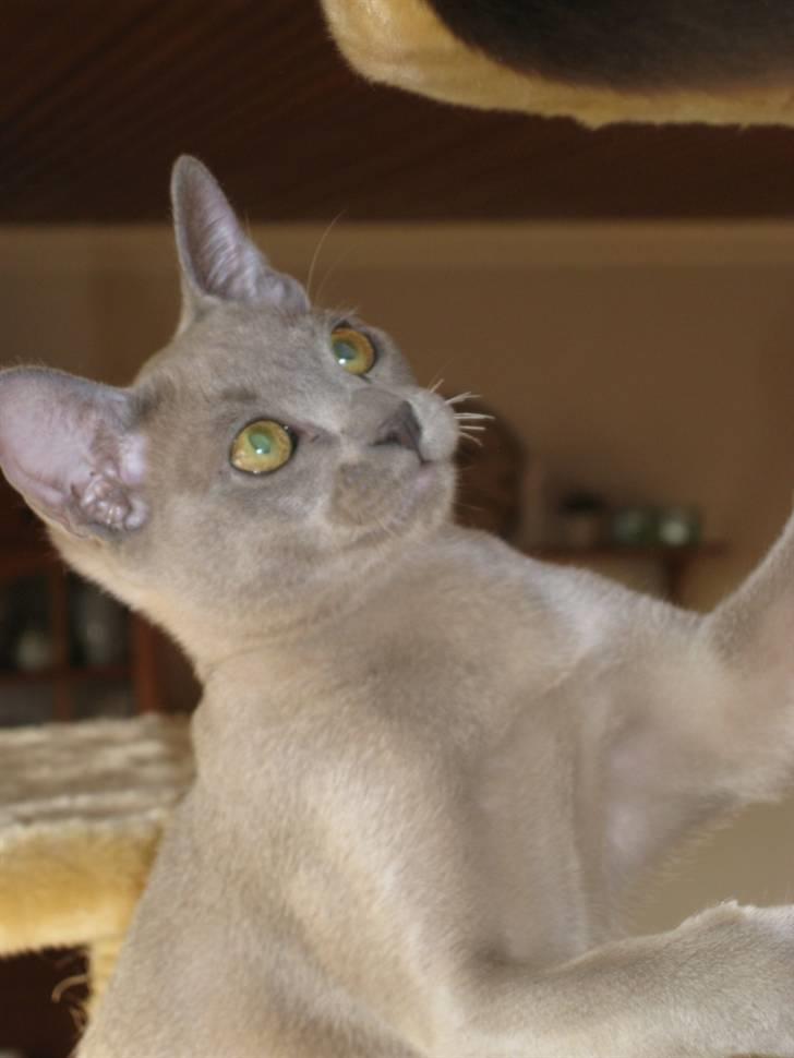 Burmeser Carenso's Balder/Whisky - Mine knurhår er endelig begyndt at gro ud nu billede 10