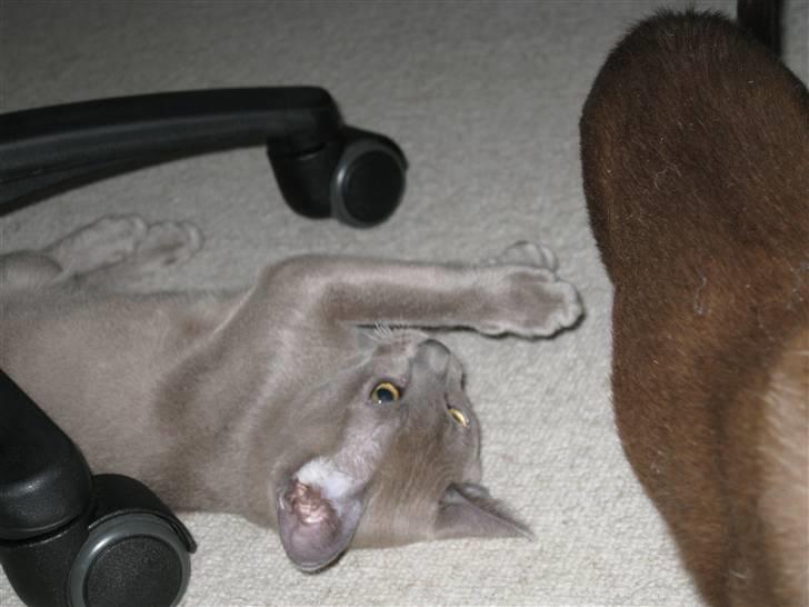 Burmeser Carenso's Balder/Whisky - Pyha det er godt nok hårdt at have fået så mange nye legekammerater billede 11