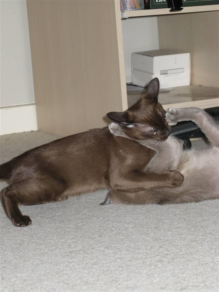 Burmeser Carenso's Bastian - Her muler jeg min bror Whisky billede 8