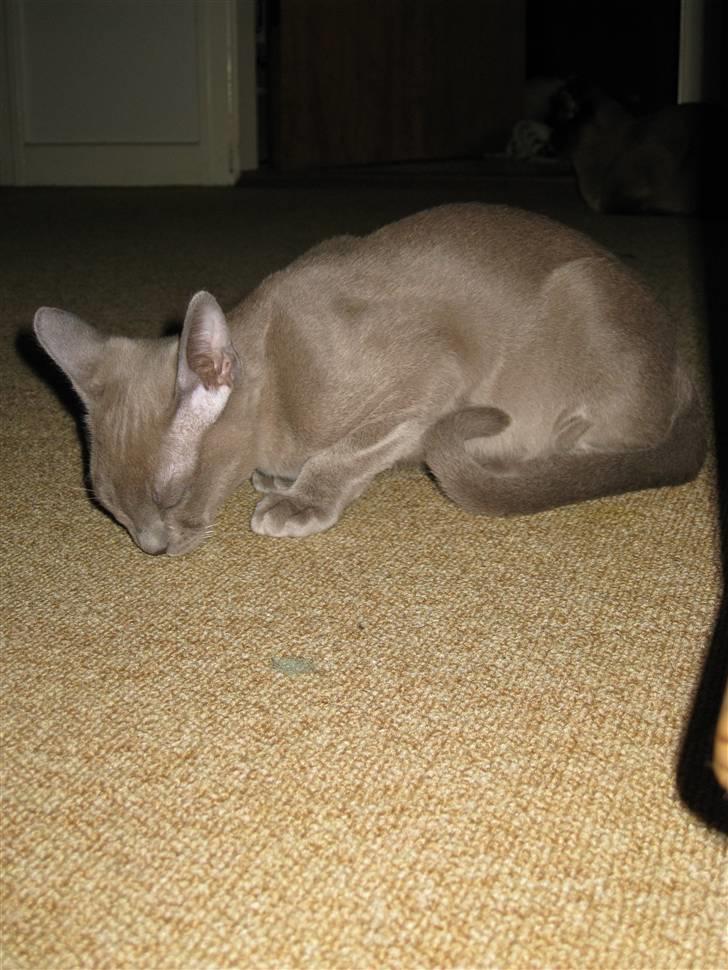 Burmeser Carenso's Balder/Whisky - Mmmmm her dufter af dejlig Catnip billede 12