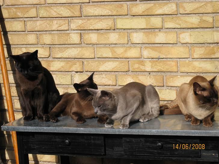 Burmeser Carenso's Balder/Whisky - Så dyrkes der morgensol på terassen billede 13