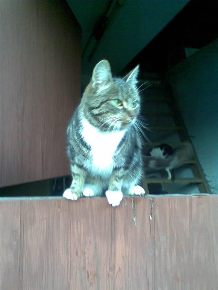 Huskat • Simon Tøzen • billede 11