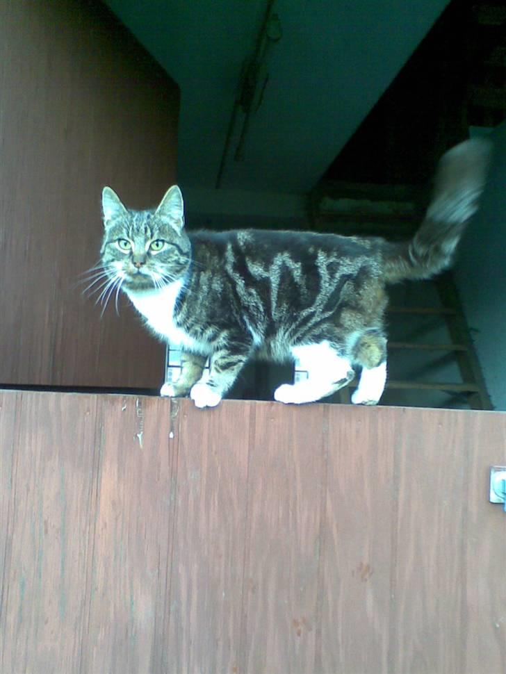 Huskat • Simon Tøzen • billede 12