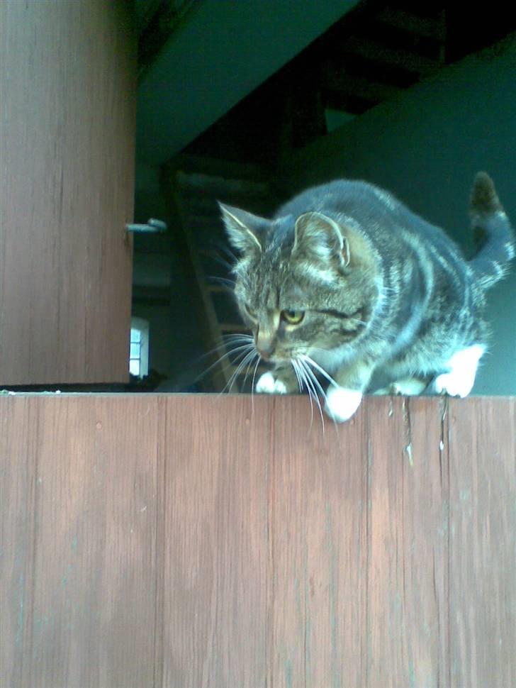 Huskat • Simon Tøzen • billede 13