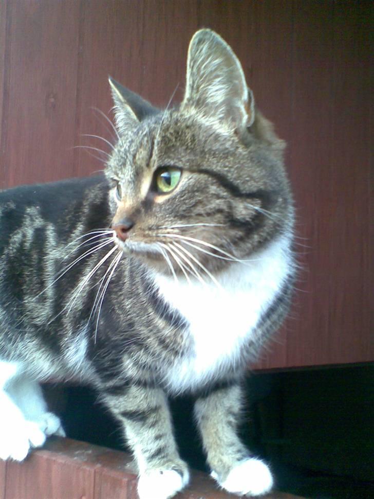 Huskat • Simon Tøzen • billede 14