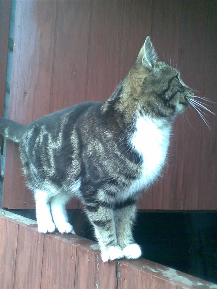 Huskat • Simon Tøzen • billede 15