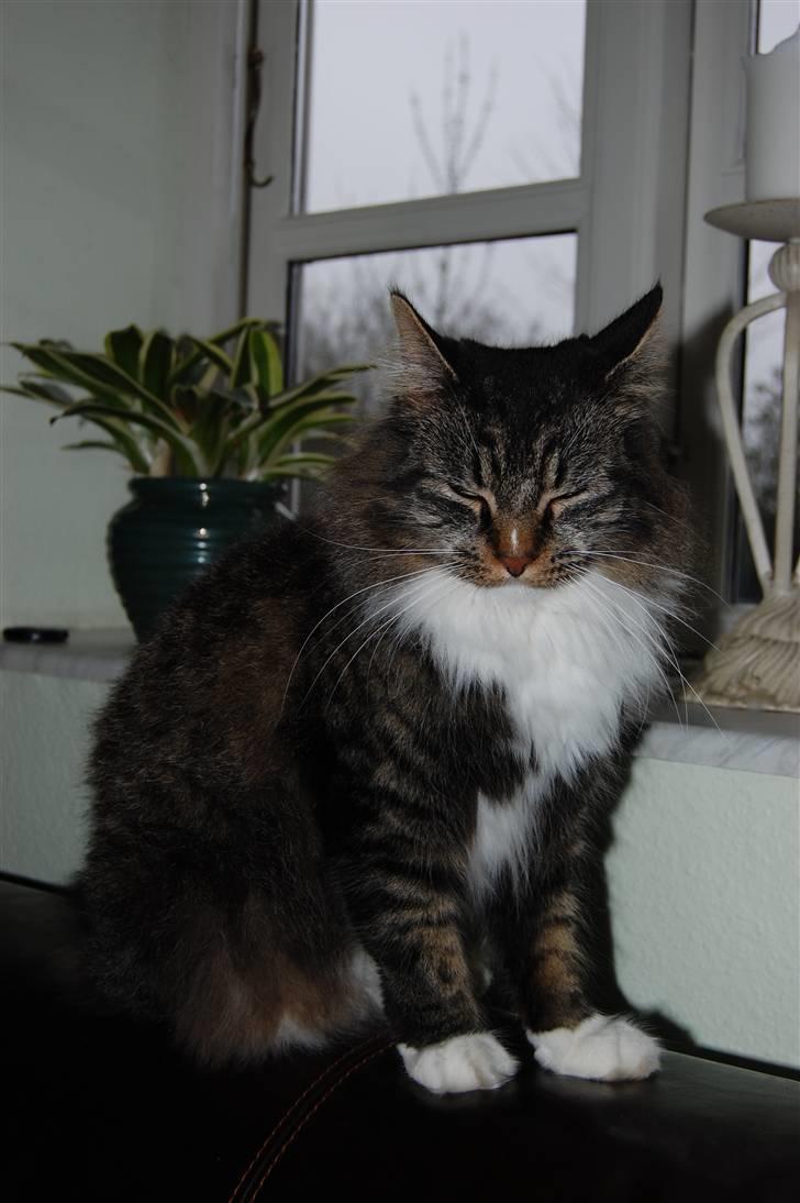 Maine Coon Duchess billede 18