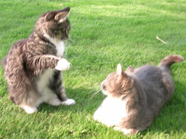 Maine Coon Duchess billede 19