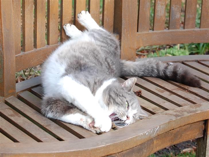 Blanding af racer Sofus billede 17