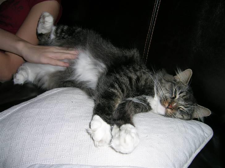 Maine Coon Duchess billede 20