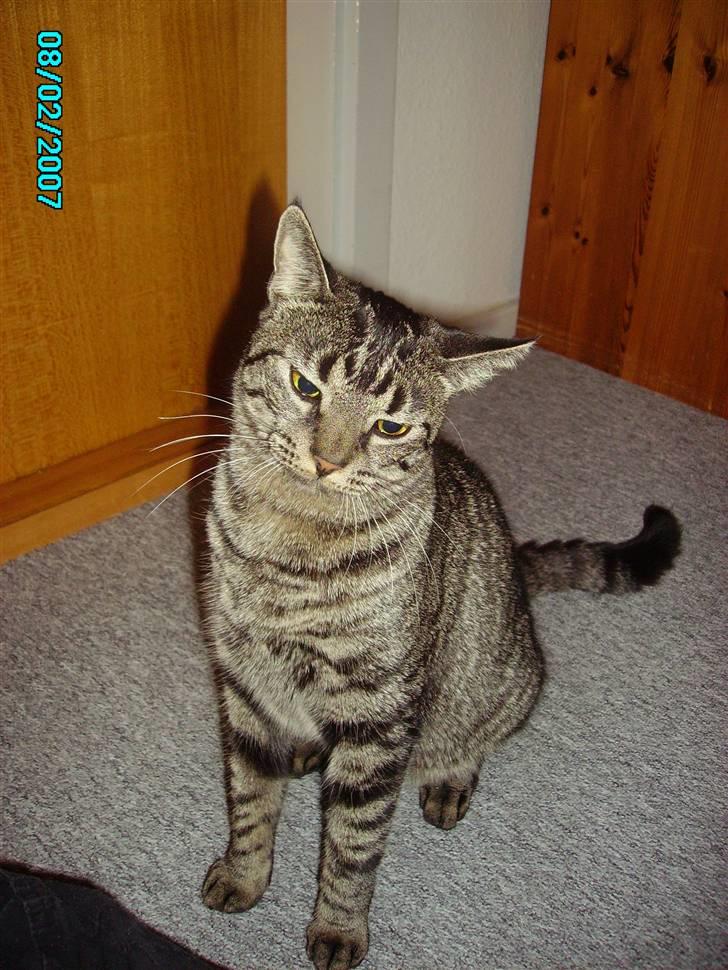 Huskat Nikita - Er jeg ikke sød, kom nu vi skal lege... billede 1