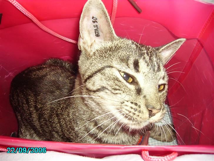 Huskat Nikita - Heii se mine fiiiie øretato :-P billede 2