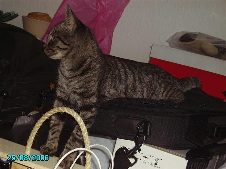 Huskat Nikita - Ejjj sker der noget, jeg skulle være med til ö billede 3