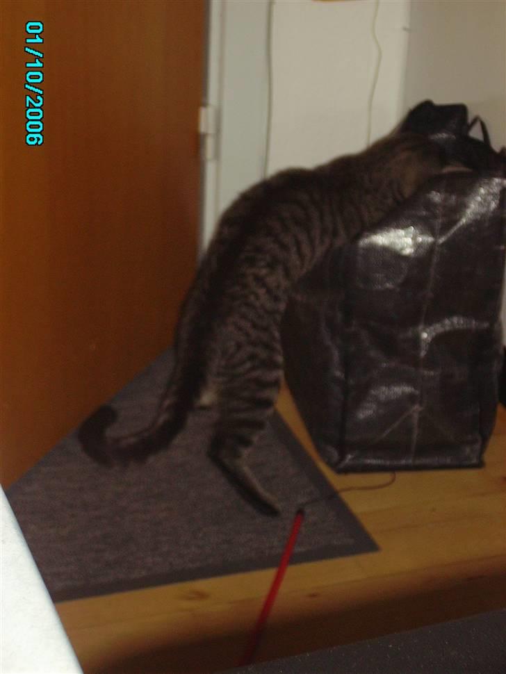 Huskat Nikita - Kom her lille mus, kom til moar billede 4