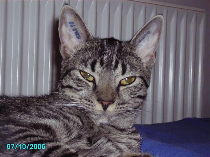 Huskat Nikita - Slapper af på sengen, skal dog lige se fiin ud til billedet billede 5