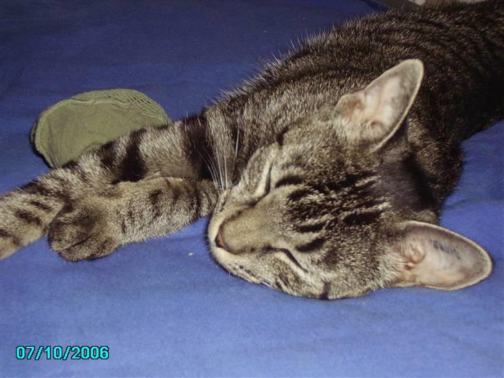 Huskat Nikita - Så kunne jeg slappe af --- dejligt  billede 6