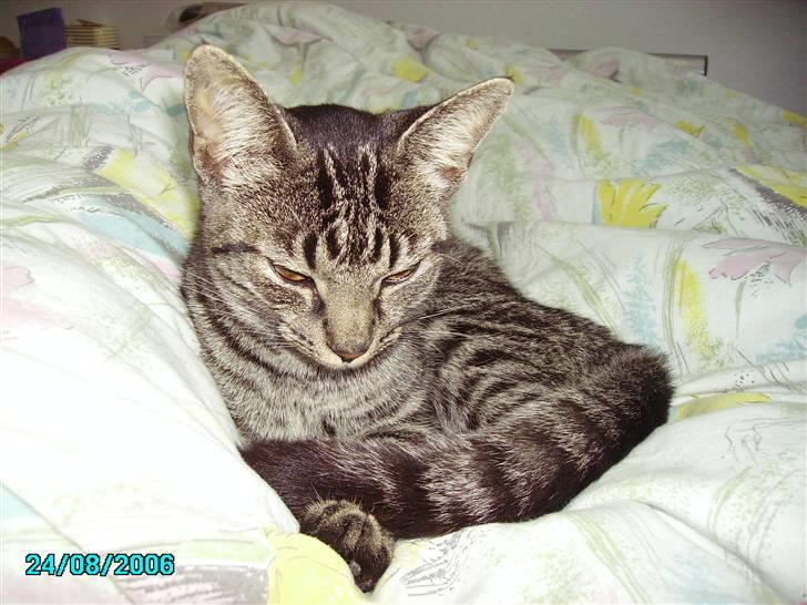 Huskat Nikita - Her er jeg som helt lille, da jeg kom til Tranbjerg billede 7