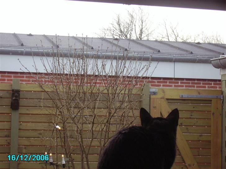 Huskat Nikita - Hmm hvorfor er den fulg, på den anden side på vinduet :-) NB hun synes hun de er sjove og se på, hun har aldrig rørt en :) dejlig mis billede 8