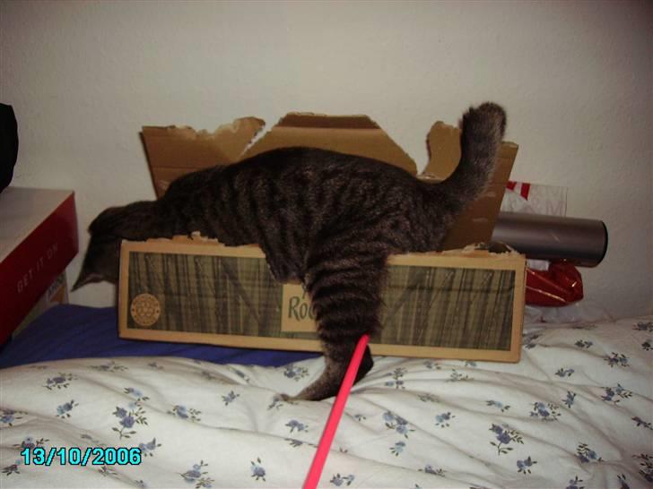 Huskat Nikita - MUSSS kan du komme her .... ;-) billede 10