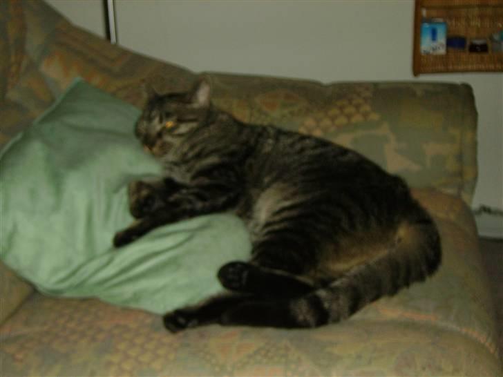 Huskat Nikita - Slapper af på sofaen, elsker det :-) billede 12