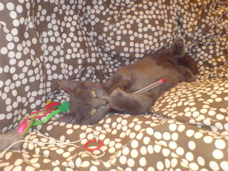 Russian Blue Zitta - første dag hos min nye mor......  jeg er ikke særlig stor  billede 2