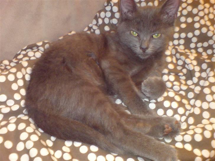 Russian Blue Zitta - SKØNT.... jeg rævesover :0) billede 3