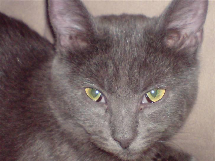 Russian Blue Zitta - jaaaa, jeg er sku lækker....  billede 5