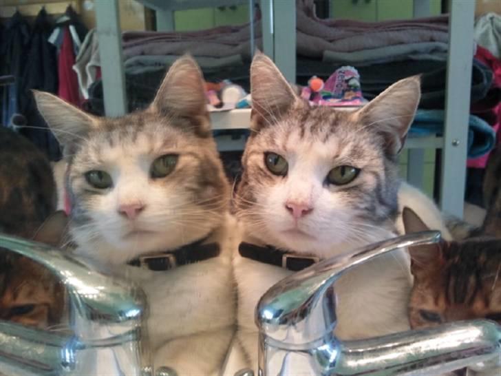 Blanding af racer luifax billede 1