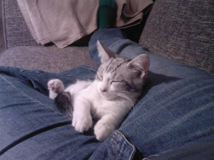 Blanding af racer luifax billede 2