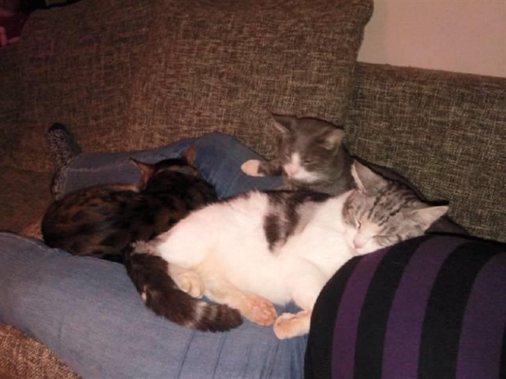 Blanding af racer luifax billede 3