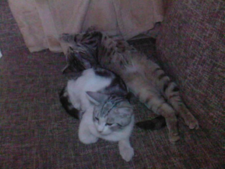 Blanding af racer luifax billede 4