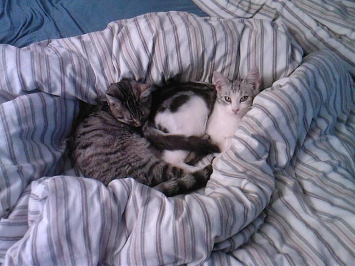 Blanding af racer luifax billede 5