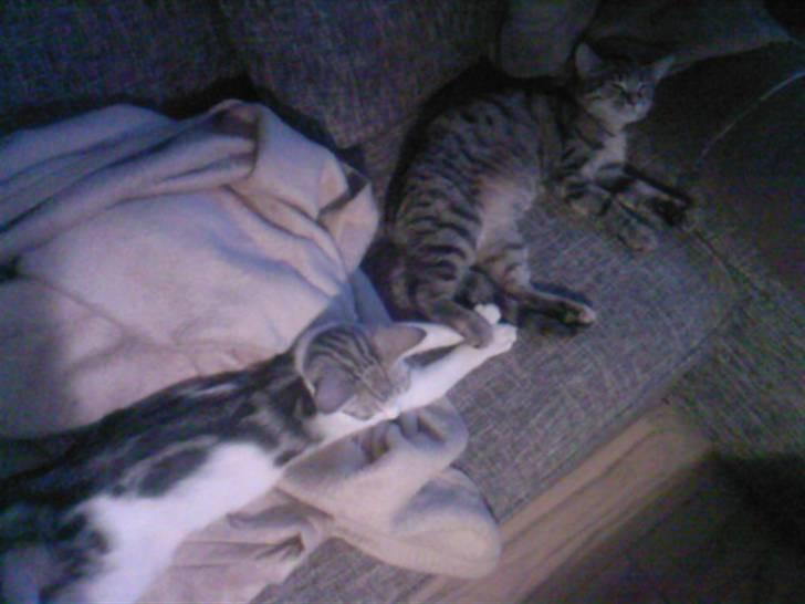 Blanding af racer luifax billede 6