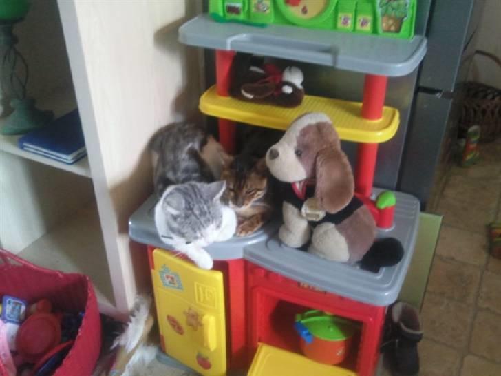 Blanding af racer luifax billede 7