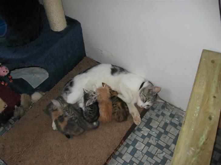 Blanding af racer luifax - det er da også mine killinger... billede 9