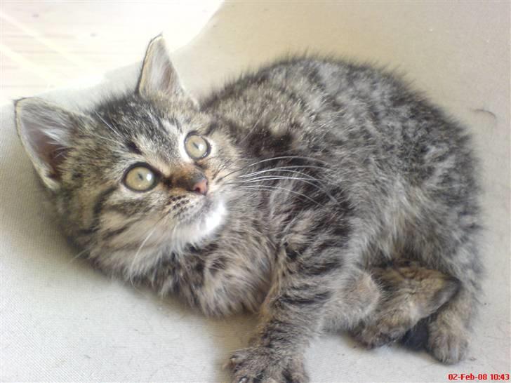 Blanding af racer ''Hugh Hefner'' billede 1