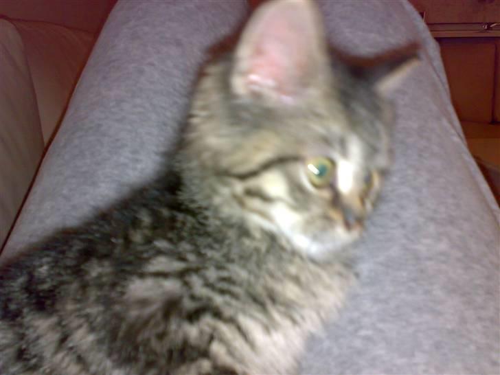 Blanding af racer ''Hugh Hefner'' billede 2