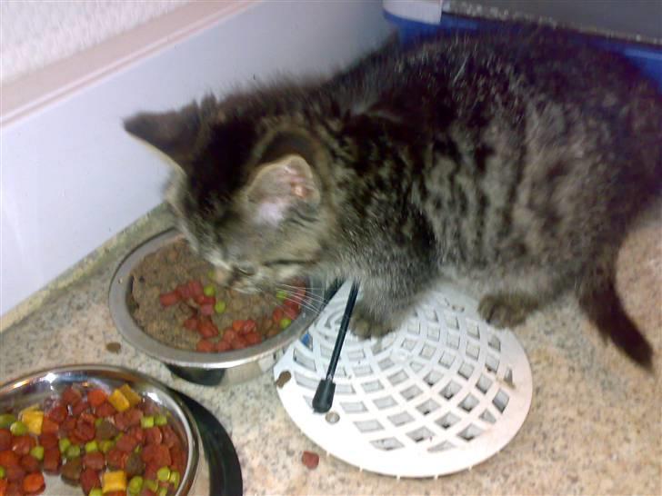 Blanding af racer ''Hugh Hefner'' billede 3