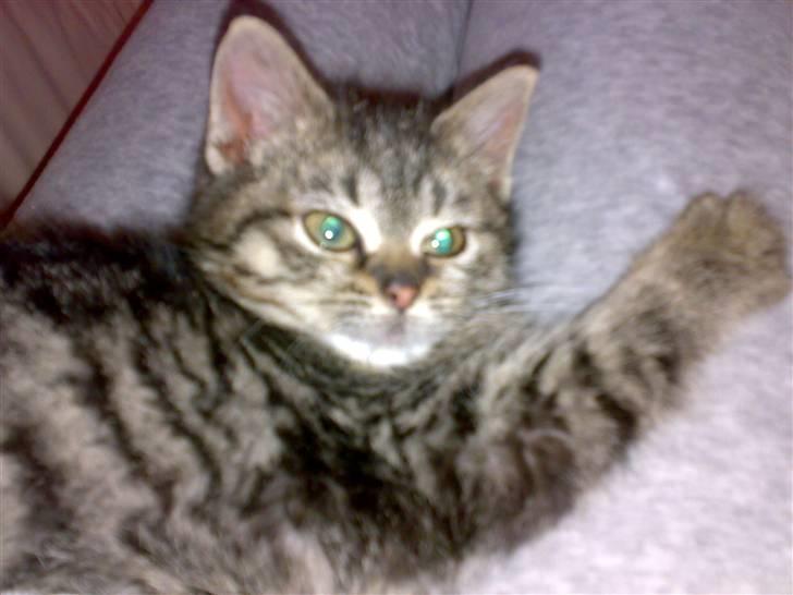 Blanding af racer ''Hugh Hefner'' billede 4