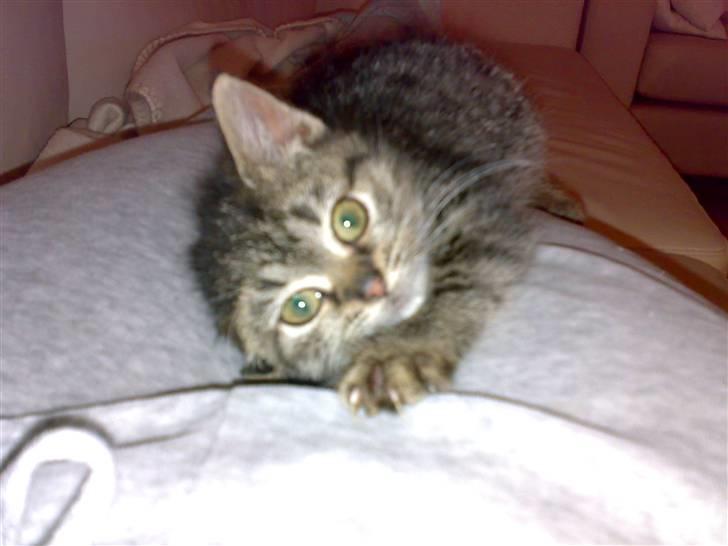 Blanding af racer ''Hugh Hefner'' billede 5