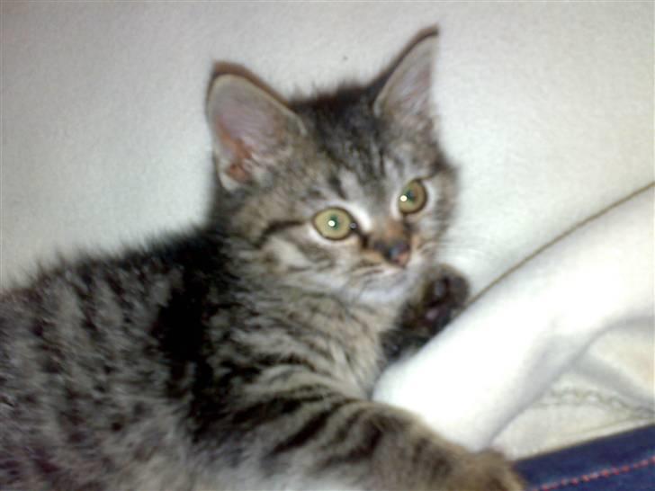 Blanding af racer ''Hugh Hefner'' billede 6