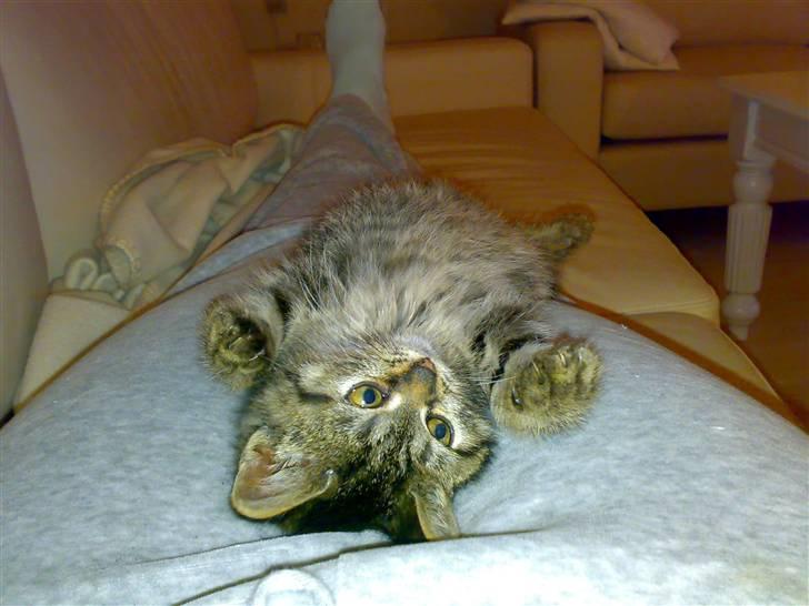 Blanding af racer ''Hugh Hefner'' billede 7