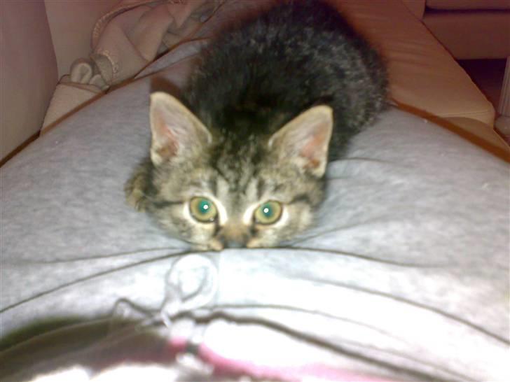 Blanding af racer ''Hugh Hefner'' billede 8