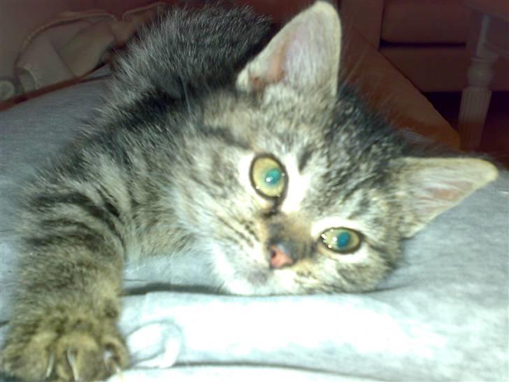 Blanding af racer ''Hugh Hefner'' billede 9