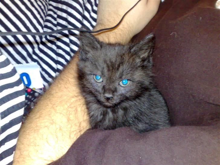 Blanding af racer Gimli - en rigtig lille tryghedsnarkoman billede 1