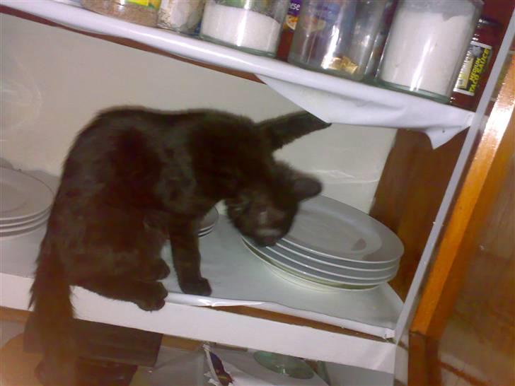 Blanding af racer Gimli - 4 mdr. gammel og en rigig ballademager billede 2