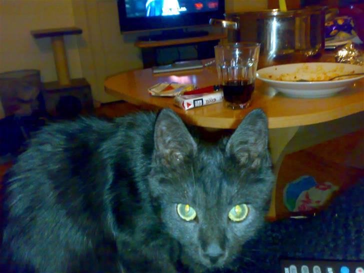 Blanding af racer Gimli - 4 mdr gammel billede 4