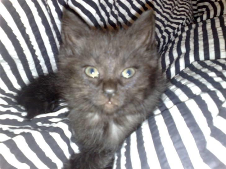 Blanding af racer Gimli - ca 6-7 uger gammel billede 5