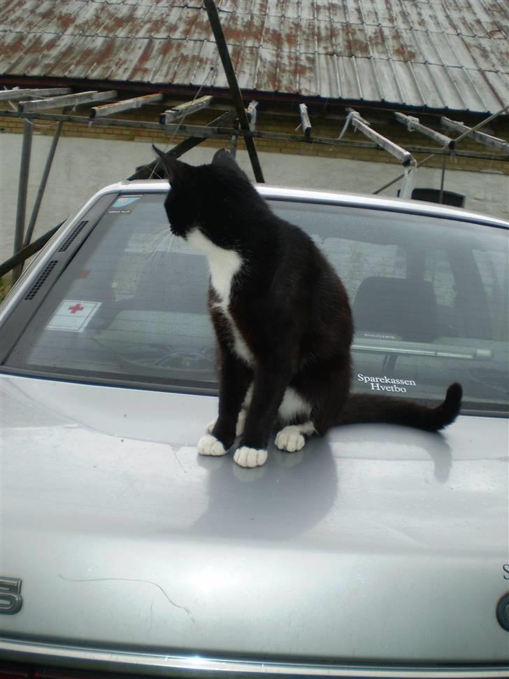 Huskat Sorte DØD - min søde traktor. Fotograf Heidi billede 9