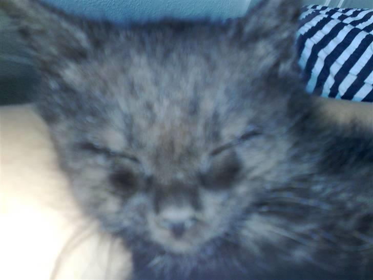 Blanding af racer Gimli billede 6